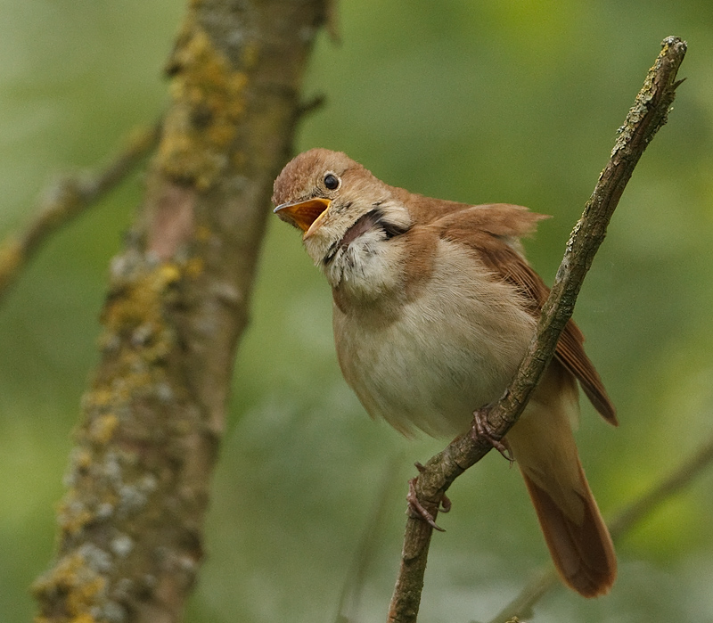 Luscinia megarhynchos Nachtegaal Rufous Nightingale